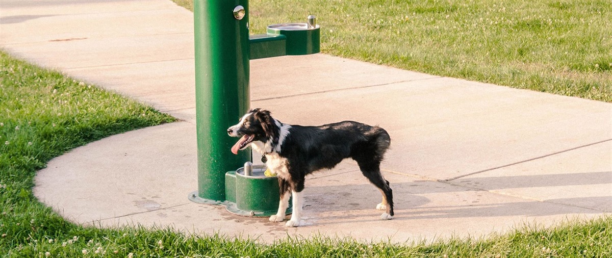 Fairmount Dog Park Kzoo Parks