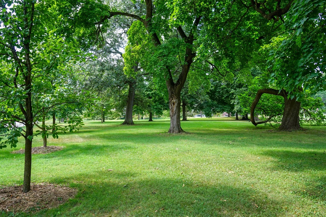 A view of Henderson Green with grass and shade trees. 
